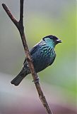 Black-capped Tanager